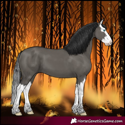 Horse Color:Grullo Splash 