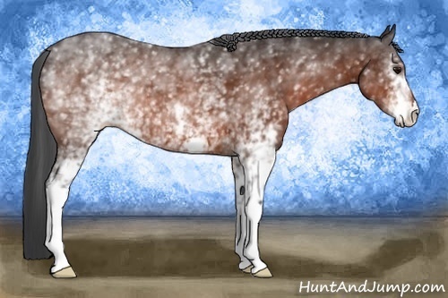 Horse Color:White Spotted Bay 