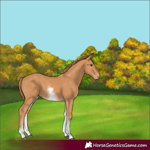 Horse Color:Unknown 