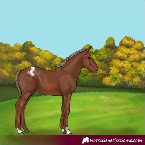 Horse Color:Chestnut Appaloosa 