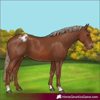 Horse Color:Chestnut Varnish 