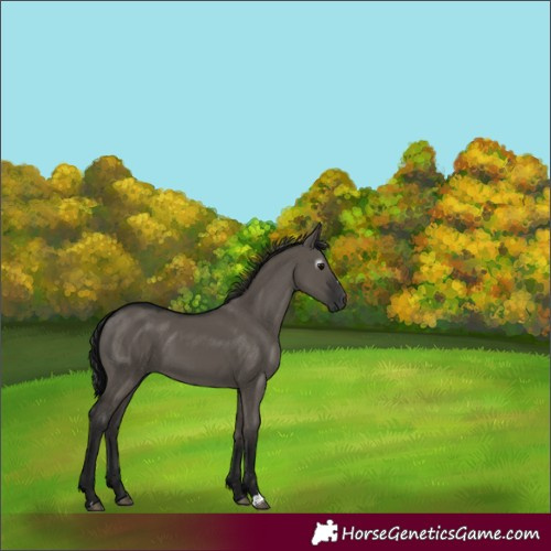 Horse Color:Gray Grullo 