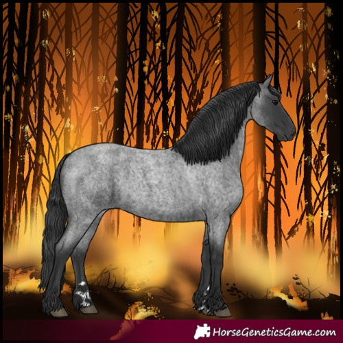 Horse Color:Blue Roan Rabicano