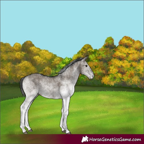 Horse Color:White Spotted Grullo Rabicano