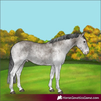 Horse Color:White Spotted Grullo Rabicano 