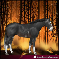 Horse Color:Gray Brown Sabino Splash Rabicano 