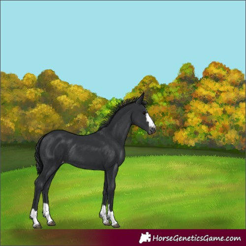 Horse Color:Unknown 