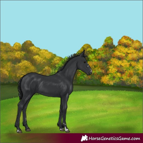 Horse Color:Black Rabicano 