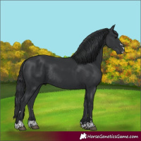 Horse Color:Black Rabicano 