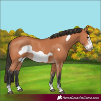 Horse Color:Bay Frame 