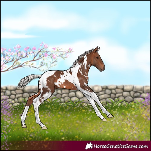 Horse Color:White Spotted Silver Bay Tobiano 
