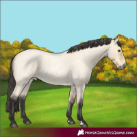 Horse Color:Buckskin Roan Dun