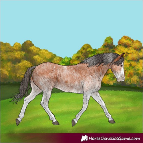 Horse Color:White Spotted Bay Splash  and White Spotted Bay Splash 