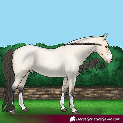 Horse Color:Buckskin Roan Dun 