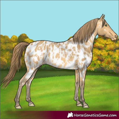 Horse Color:Amber Cream Champagne Near Leopard  and Amber Cream Champagne Near Leopard 