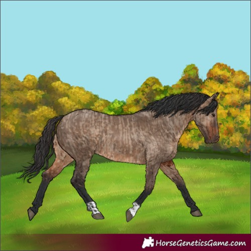 Horse Color:Brown Dun and Brown Dun