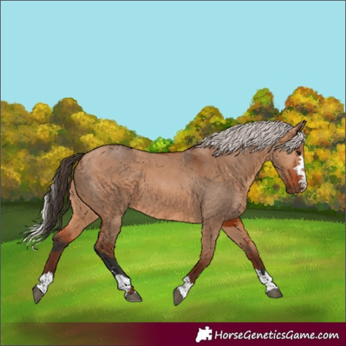 Horse Color:Bay Dun  and Silver Bay Dun 
