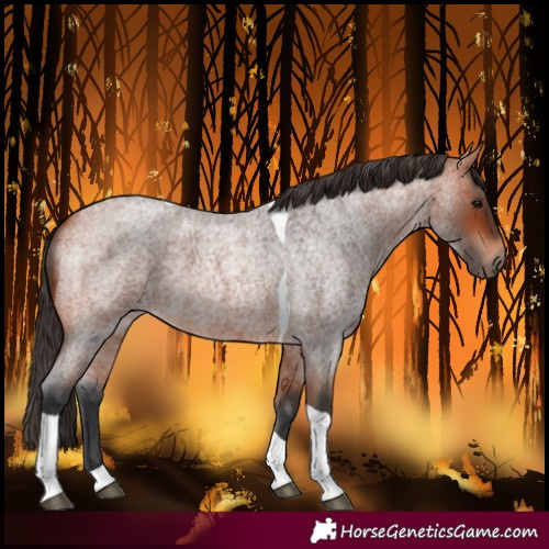 Horse Color:Bay Roan Tobiano 