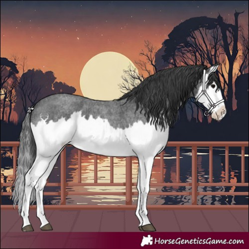 Horse Color:Blue Roan Splash