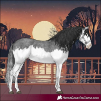 Horse Color:Blue Roan Splash 