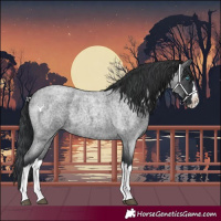 Horse Color:Blue Roan Splash 