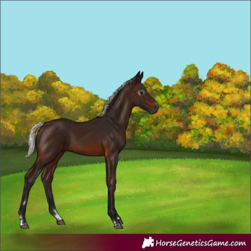 Horse Color:Gray Silver Brown 