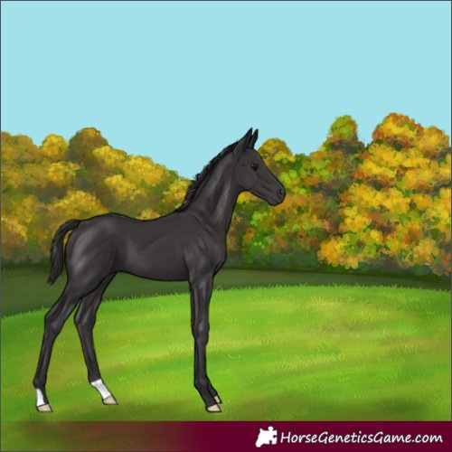 Horse Color:Smoky Black 