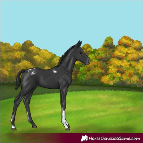 Horse Color:Black Tobiano Appaloosa 