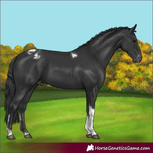 Horse Color:Black Tobiano Varnish