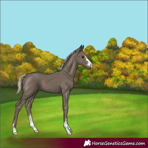 Horse Color:Silver Smoky Black