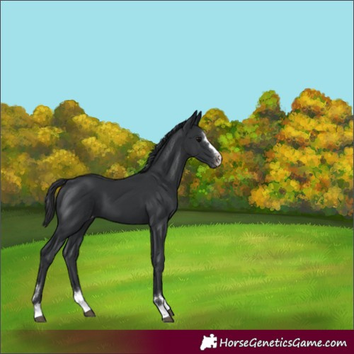 Horse Color:Black Appaloosa