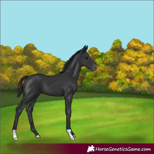 Horse Color:Black Appaloosa