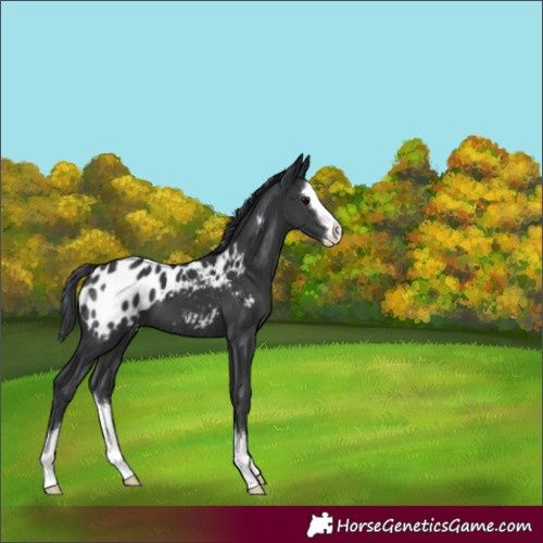 Horse Color:Black Splash Appaloosa 