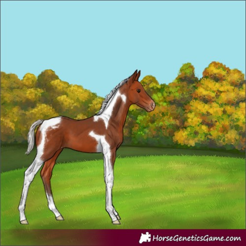 Horse Color:Silver Bay Tobiano Appaloosa 