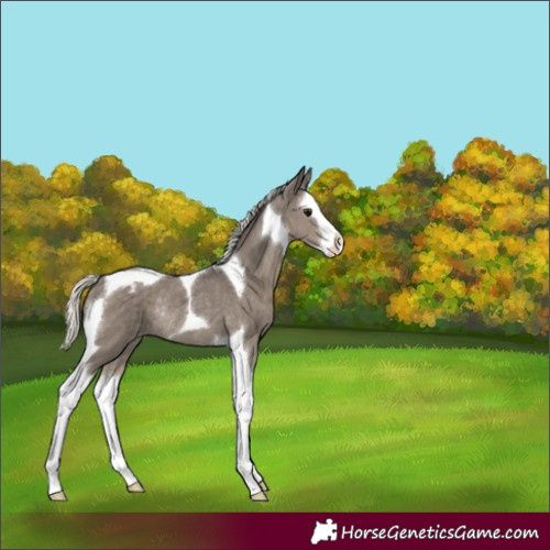 Horse Color:Silver Smoky Grullo Splash Tobiano Appaloosa Rabicano 