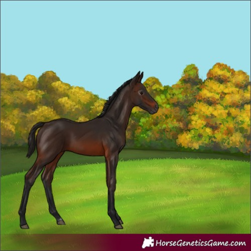 Horse Color:Gray Bay