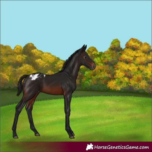 Horse Color:Gray Brown Appaloosa