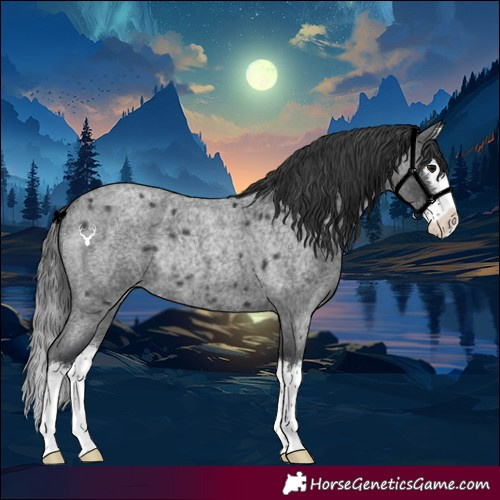 Horse Color:Blue Roan Splash Rabicano 
