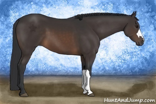 Horse Color:Brown 