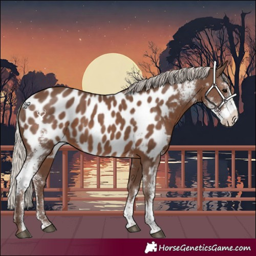 Horse Color:Silver Black Sabino Near Leopard 