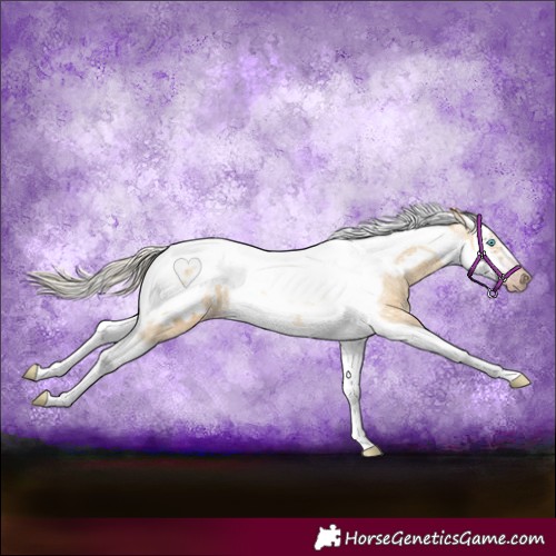 Horse Color:Gray Silver Amber Cream Champagne Roan Dun Splash Tobiano Frame Blanket Rabicano