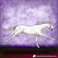 Horse Color:Gray Silver Amber Cream Champagne Roan Dun Splash Tobiano Frame Blanket Rabicano