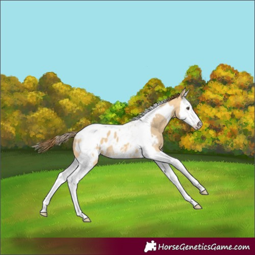Horse Color:Buckskin Dun Splash Tobiano Blanket