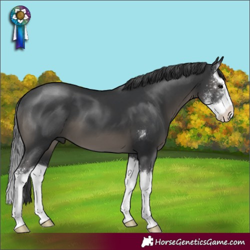 Horse Color:Black Sabino Splash 