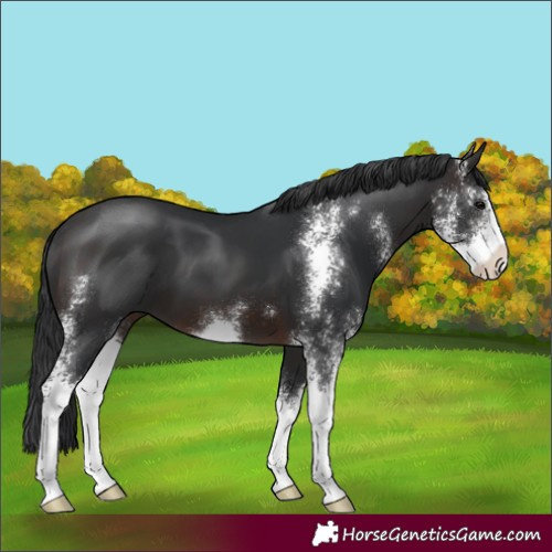 Horse Color:Brown Sabino 