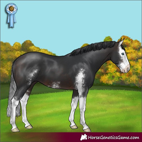 Horse Color:Brown Sabino Splash