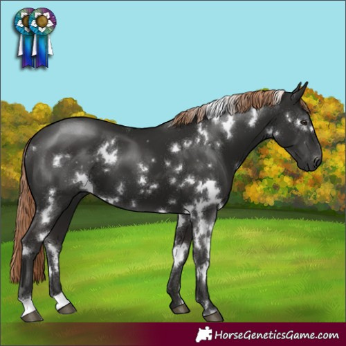 Horse Color:White Spotted Liver Chestnut