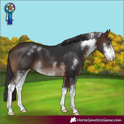 Horse Color:Brown Sabino