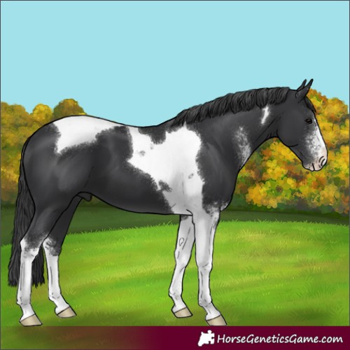 Horse Color:Black Sabino Tobiano