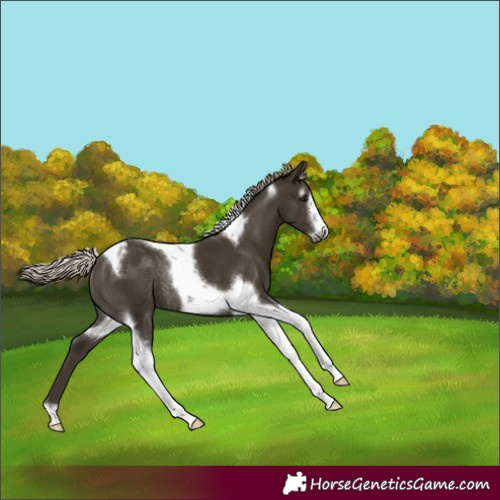 Horse Color:Gray Silver Smoky Black Tobiano Frame Appaloosa Rabicano 